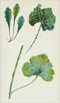 Image of <i>Puccinia malvacearum</i> Bertero ex Mont. 1852