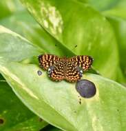 Image of Antillea pelops Drury 1773