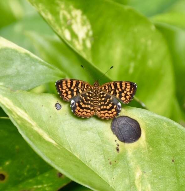 Antillea pelops Drury 1773 resmi