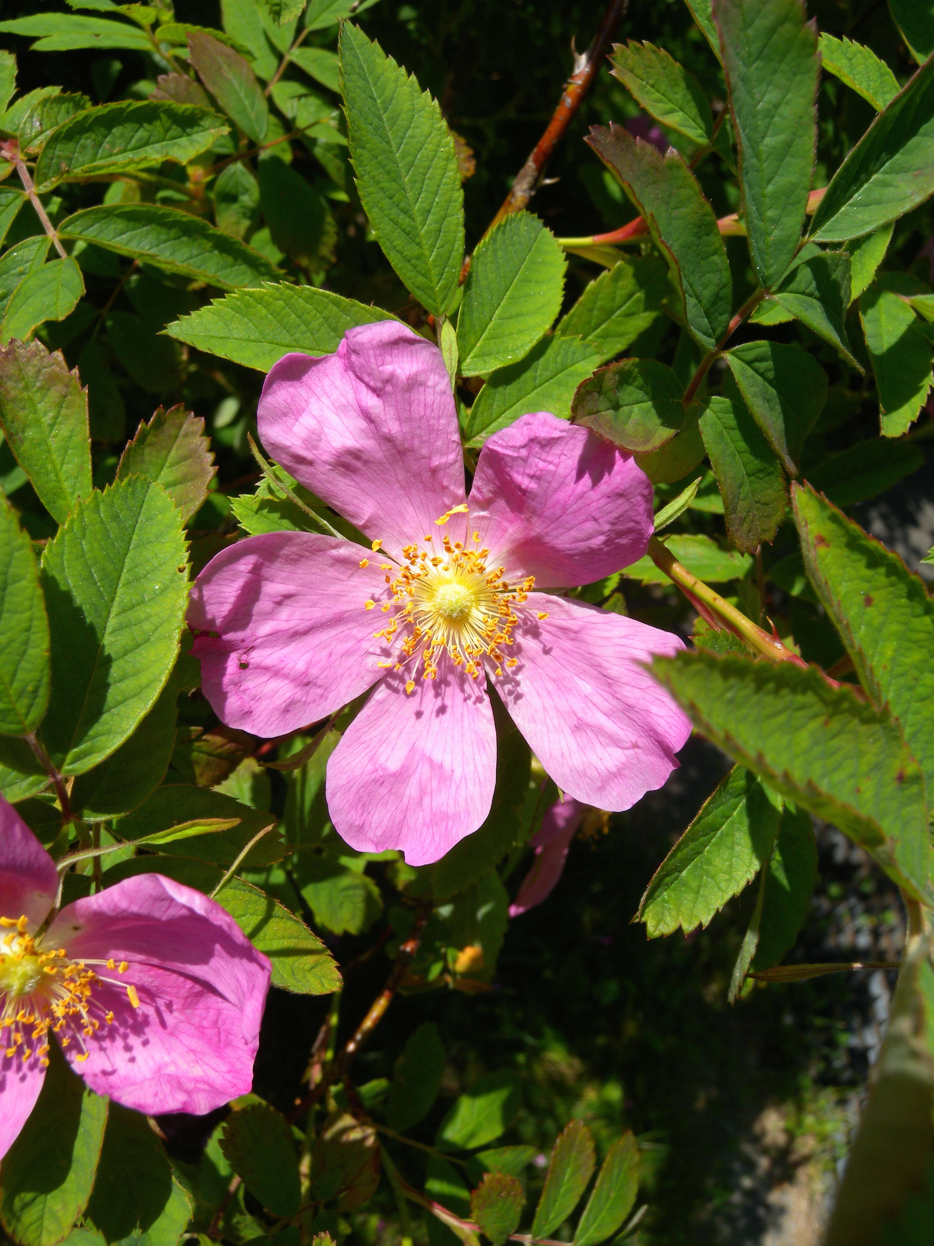 Image of cinnamom rose