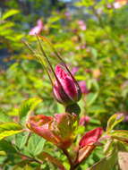Image of cinnamom rose
