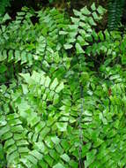 Image of maidenhair fern