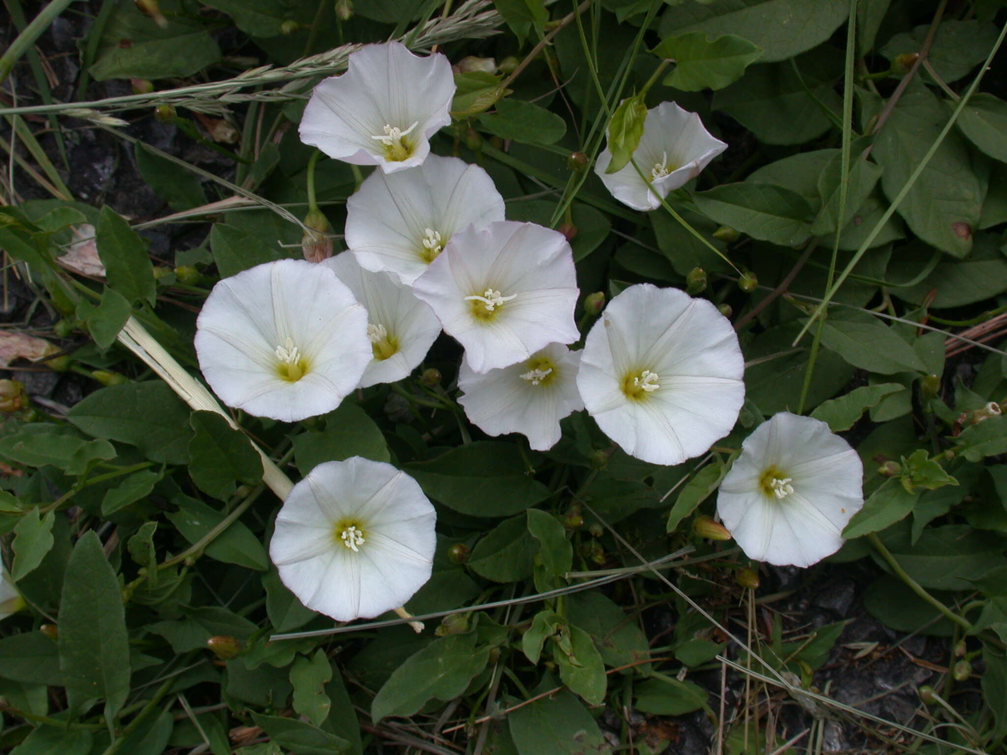 Image of Field Bindweed