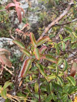 Image of Searsia acocksii (Moffett) Moffett