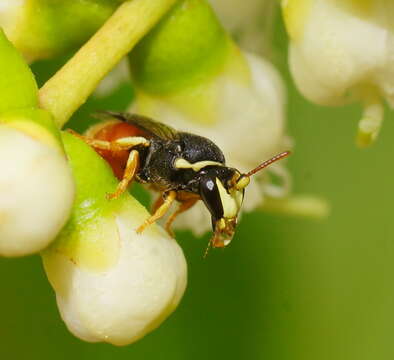 Imagem de Hylaeus theodorei (Perkins 1912)