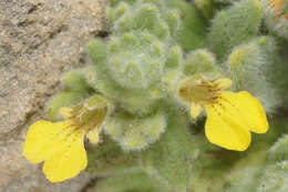 Image of Ajuga bombycina Boiss.