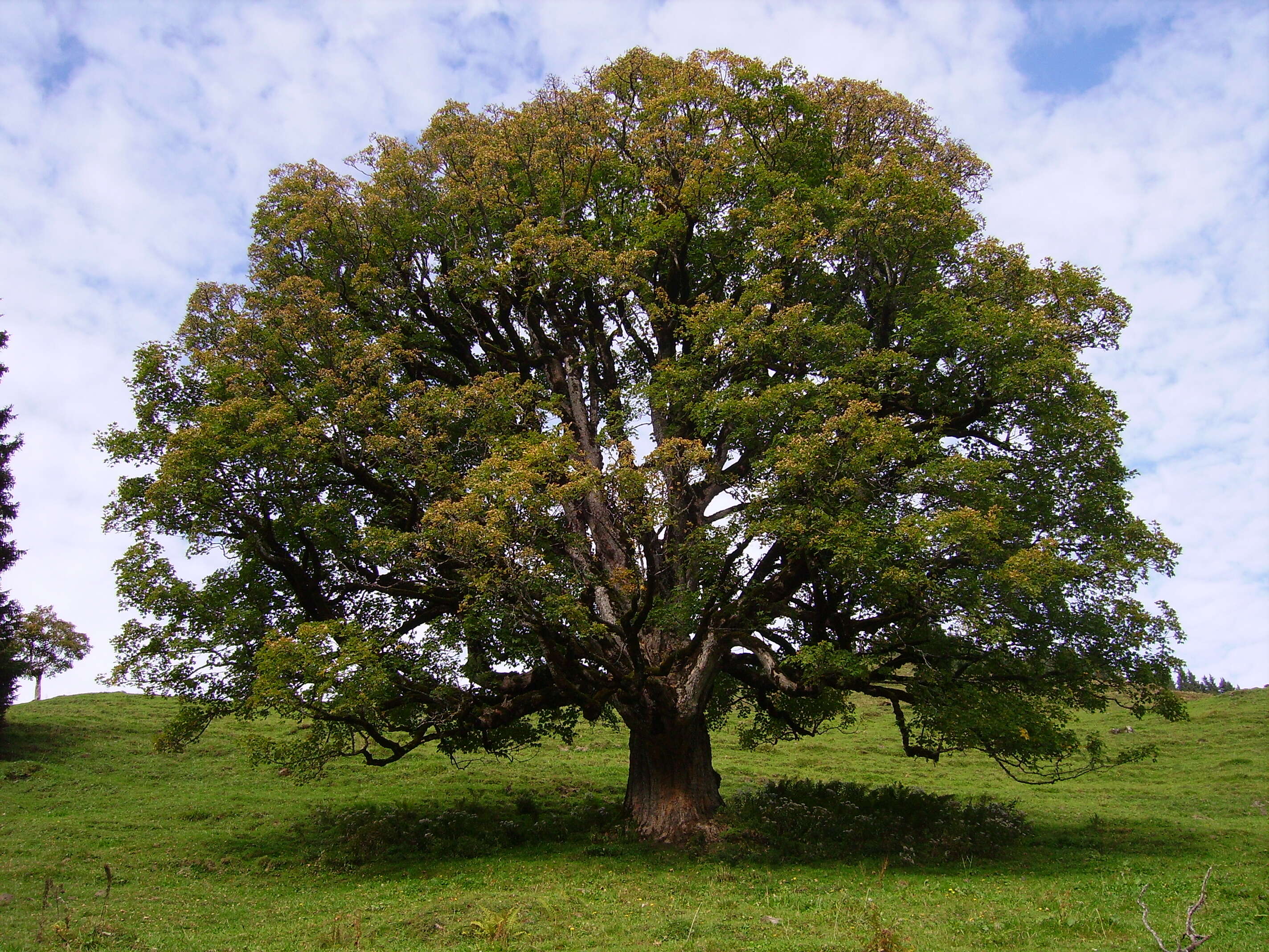 Imagem de Acer pseudoplatanus L.