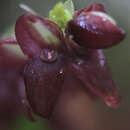 Image of Stelis purpurea (Ruiz & Pav.) Willd.