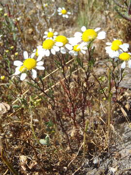 Image of Oncosiphon africanum (Berg.) M. Källersjö