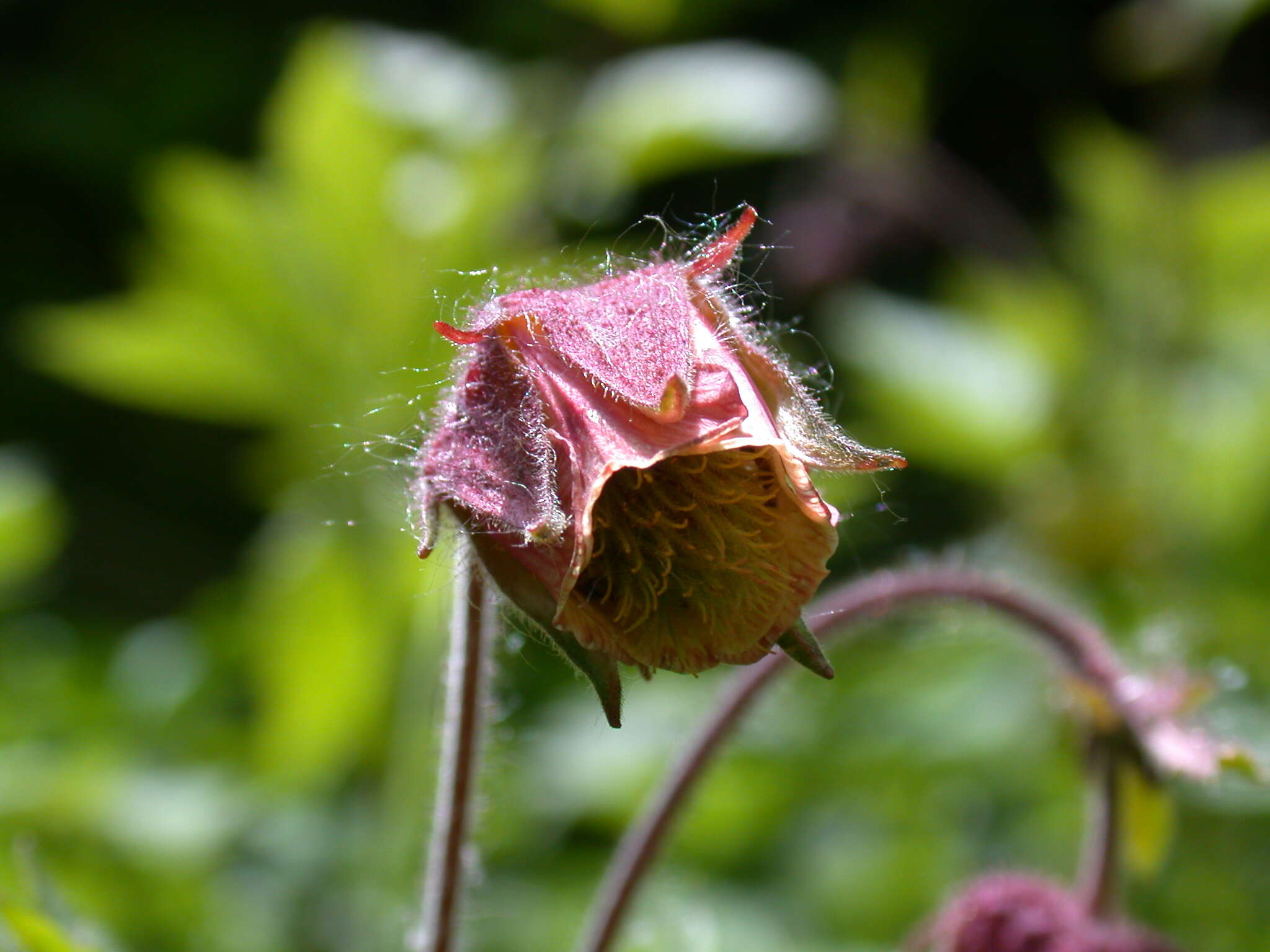 Image of Water Avens