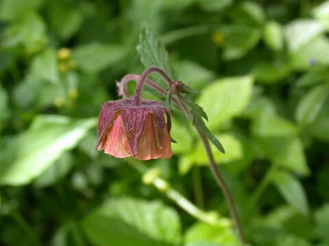 Image of Water Avens