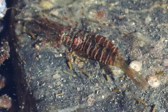 Image of Puget Sound coastal shrimp