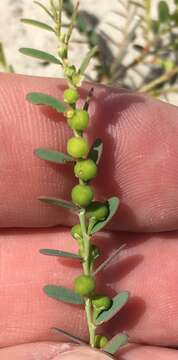 Image of Drummond's leaf-flower