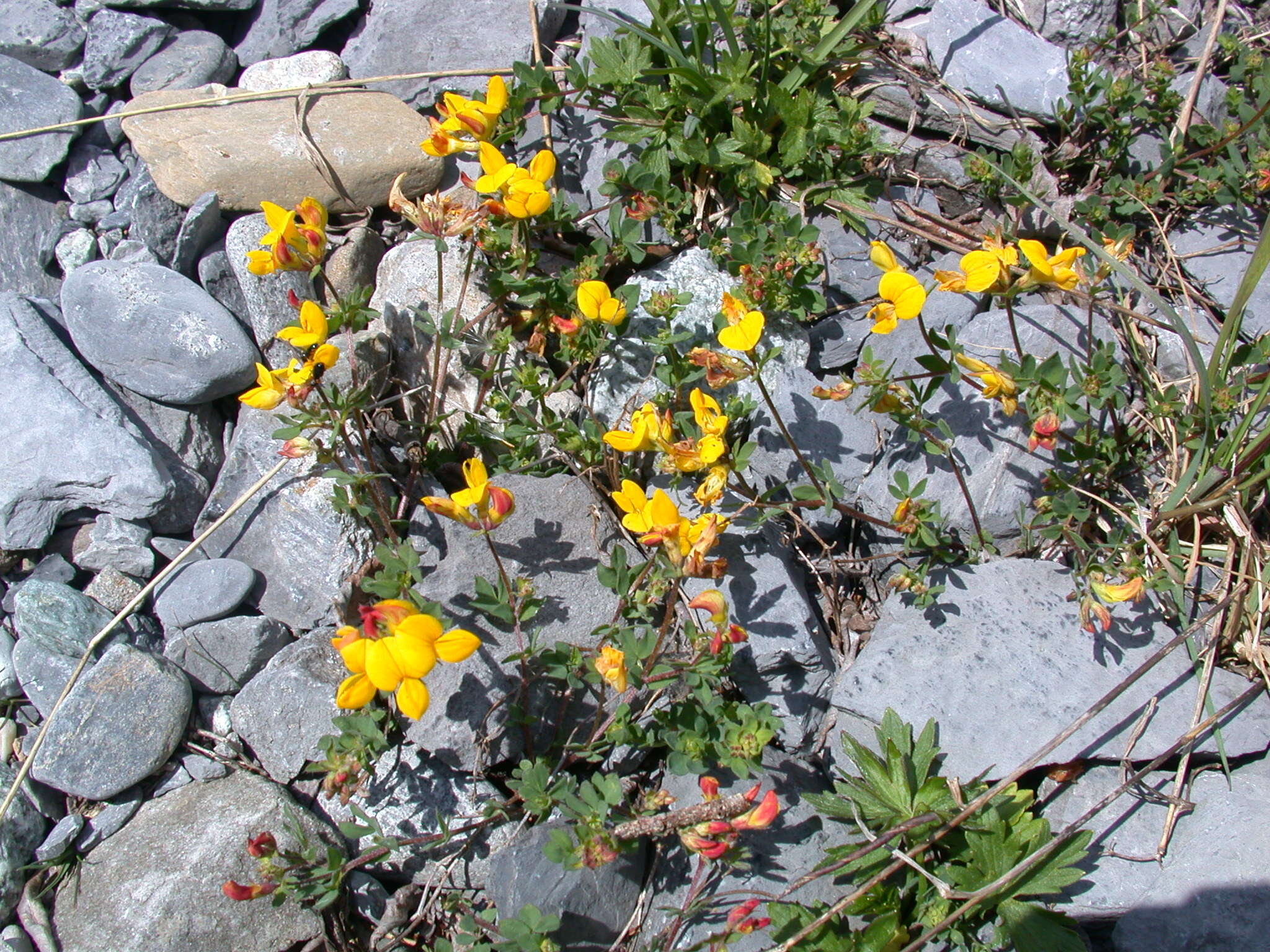 Image of Common Bird's-foot-trefoil