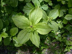 Image of herb Paris