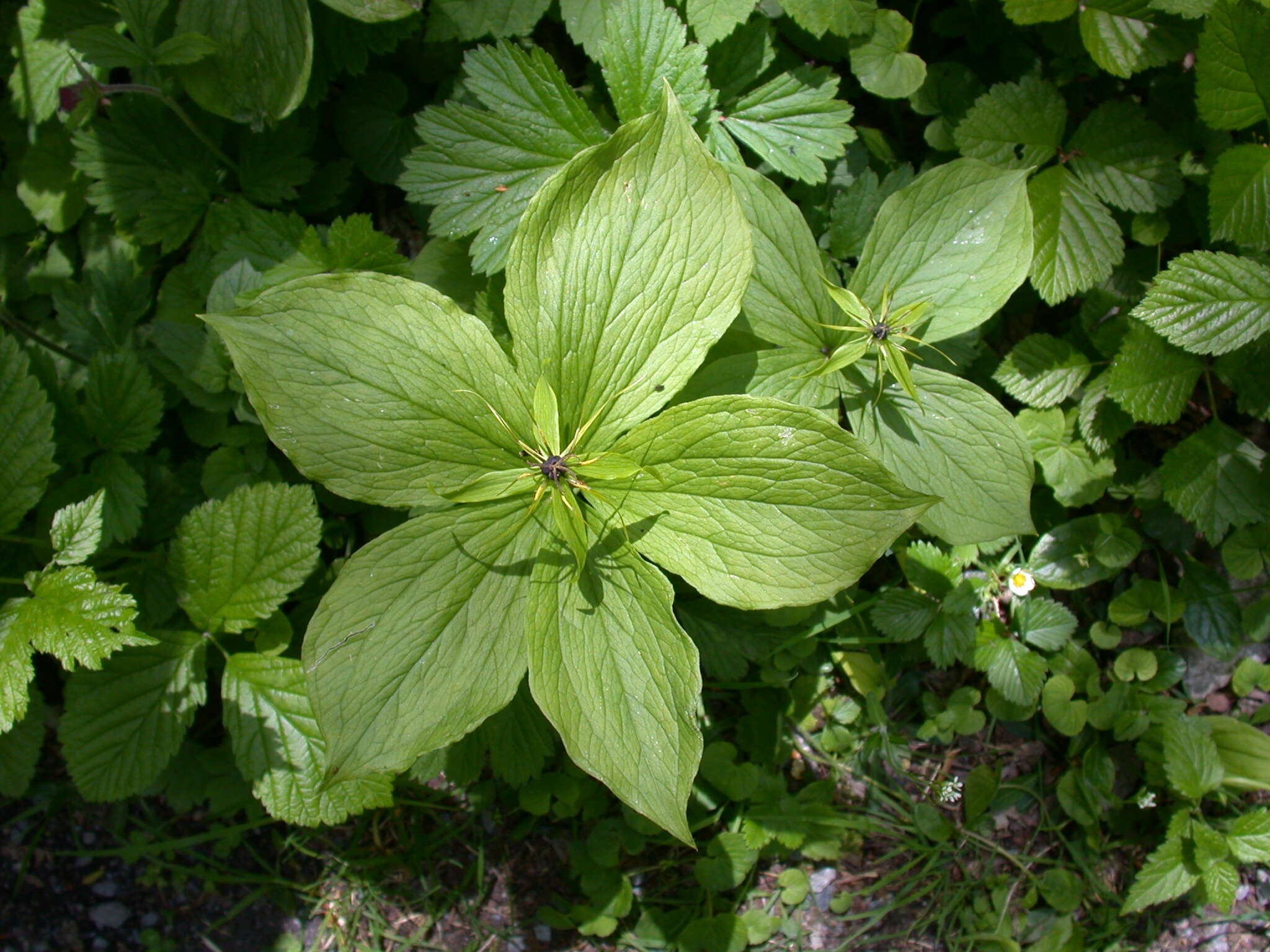 Image of herb Paris