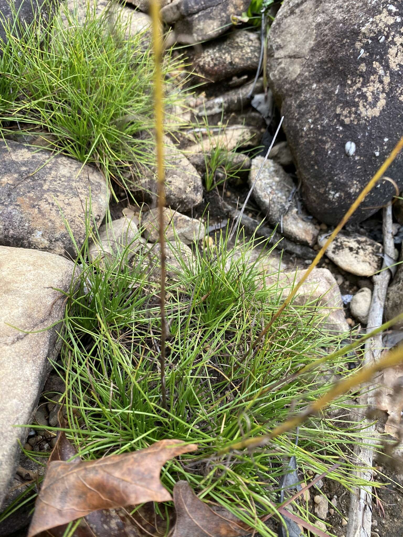 Image of Nuttall's rayless goldenrod