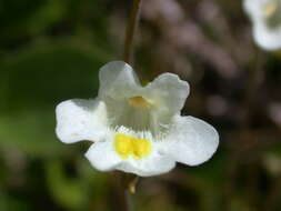 Image of Pinguicula alpina L.