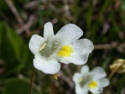 Image of Pinguicula alpina L.