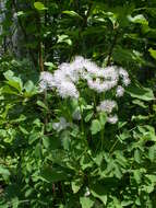 Image of Thalictrum aquilegiifolium