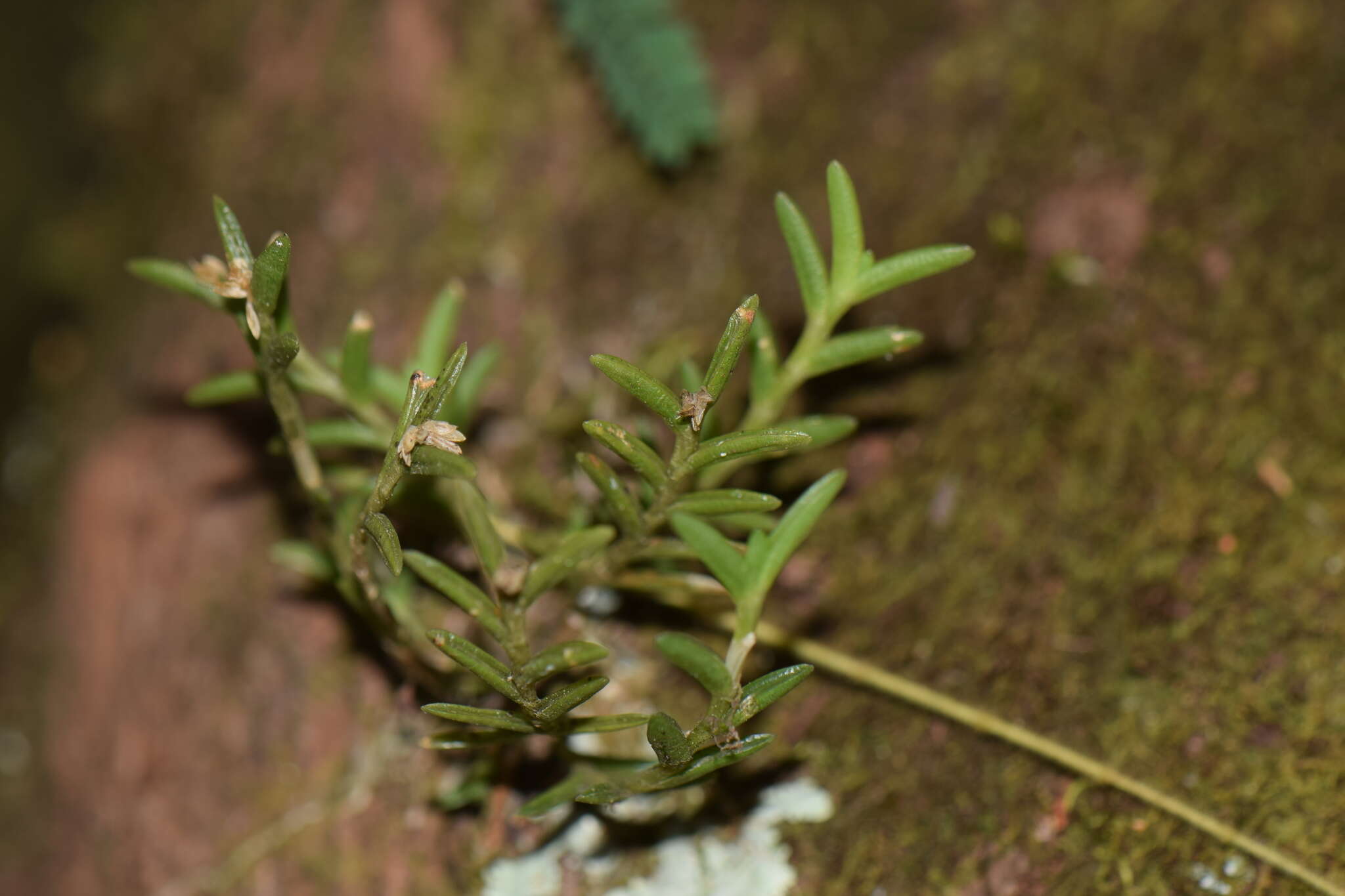 Image of Jacquiniella leucomelana (Rchb. fil.) Schltr.