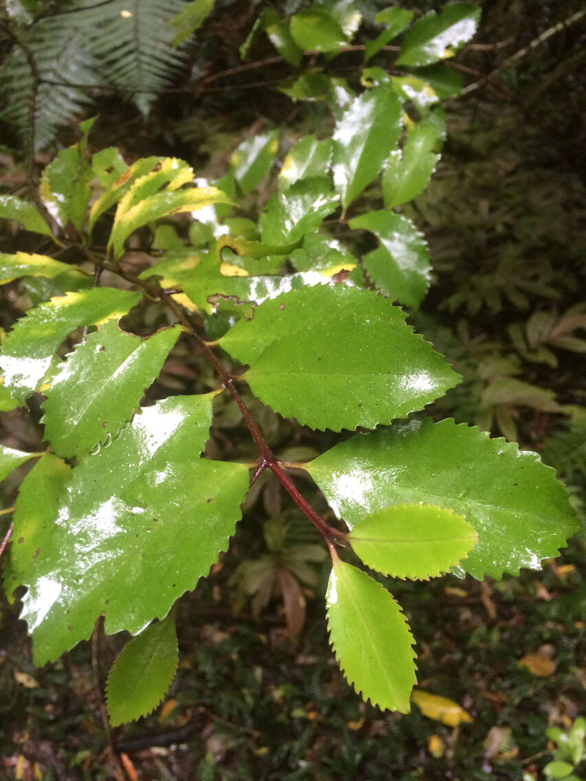 Sivun Laurelia novae-zelandiae A. Cunn. kuva