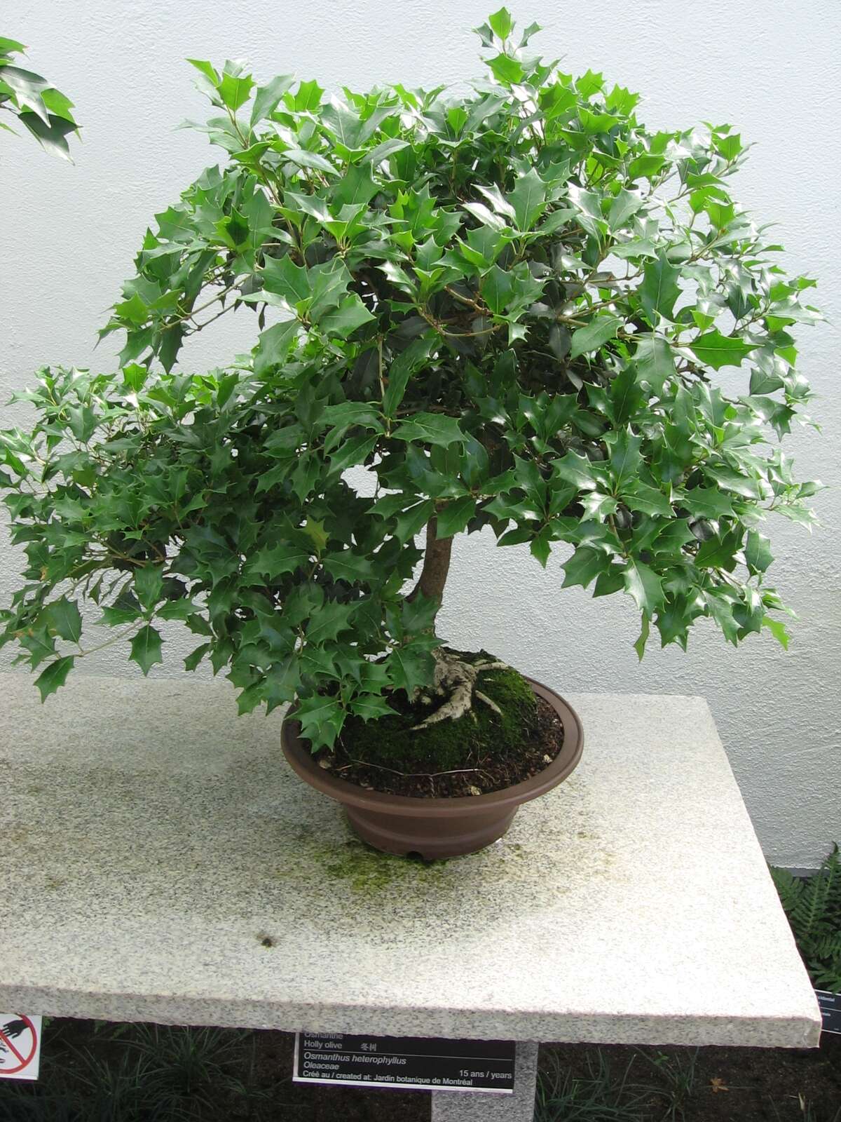 Image of holly osmanthus