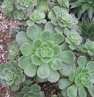 Image de Aeonium haworthii Salm-Dyck ex Webb & Berth.