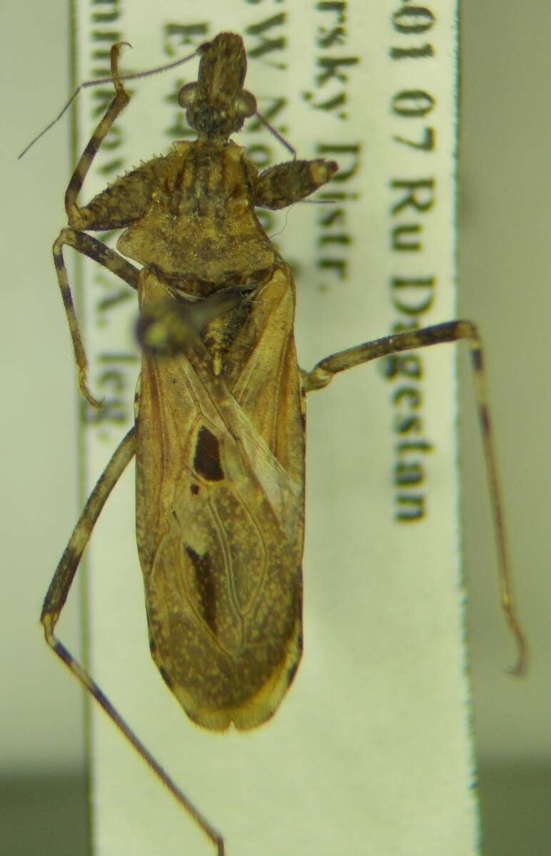Image of Oncocephalus brachymerus Reuter 1882