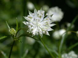 Imagem de Astrantia minor L.