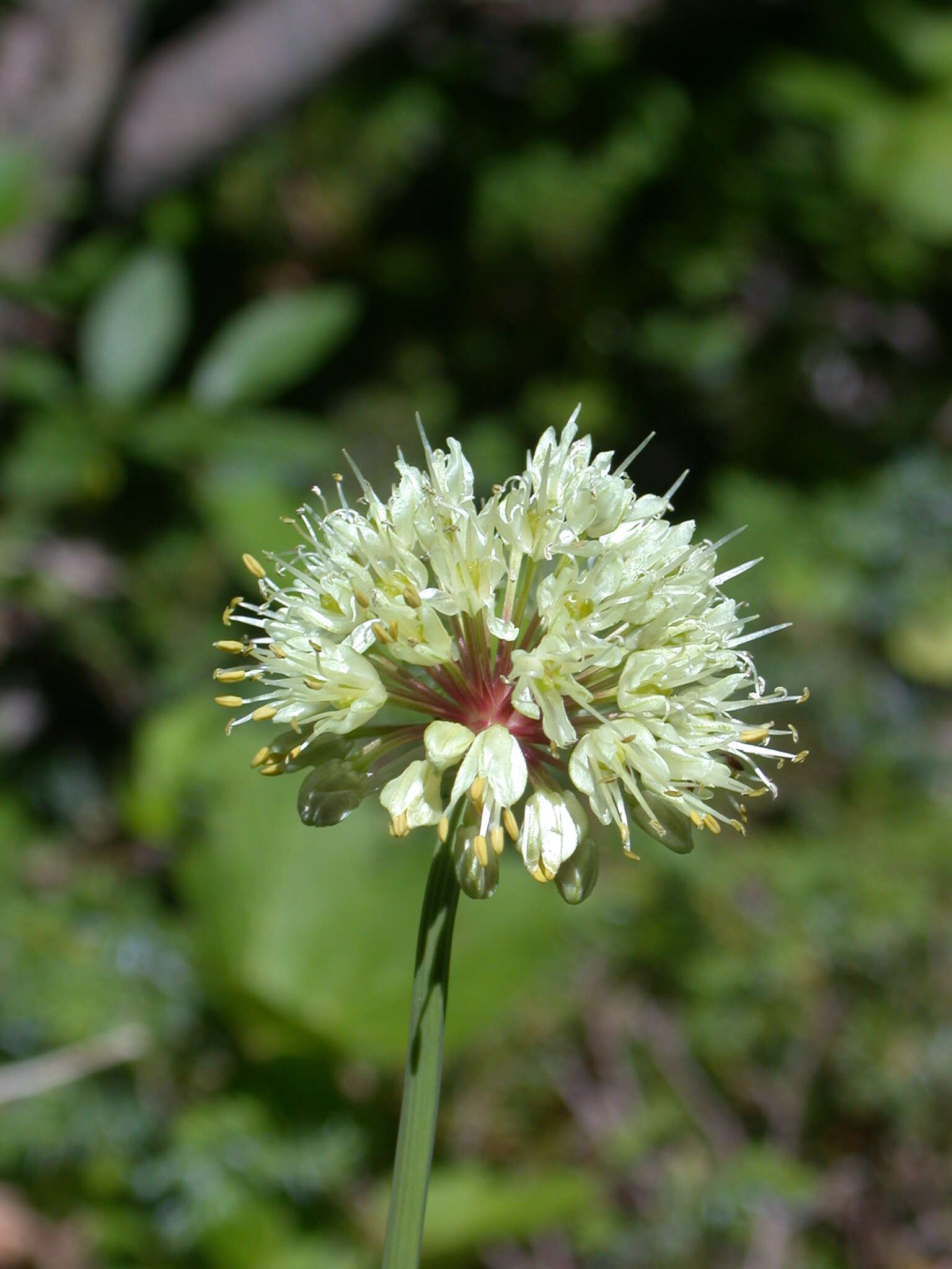 Imagem de Allium victorialis L.