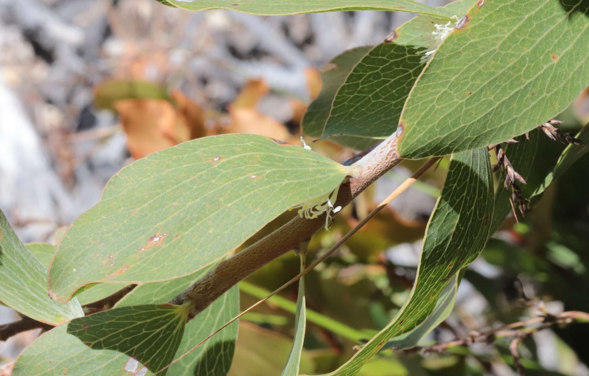 Image of Hakea elliptica (Sm.) R. Br.