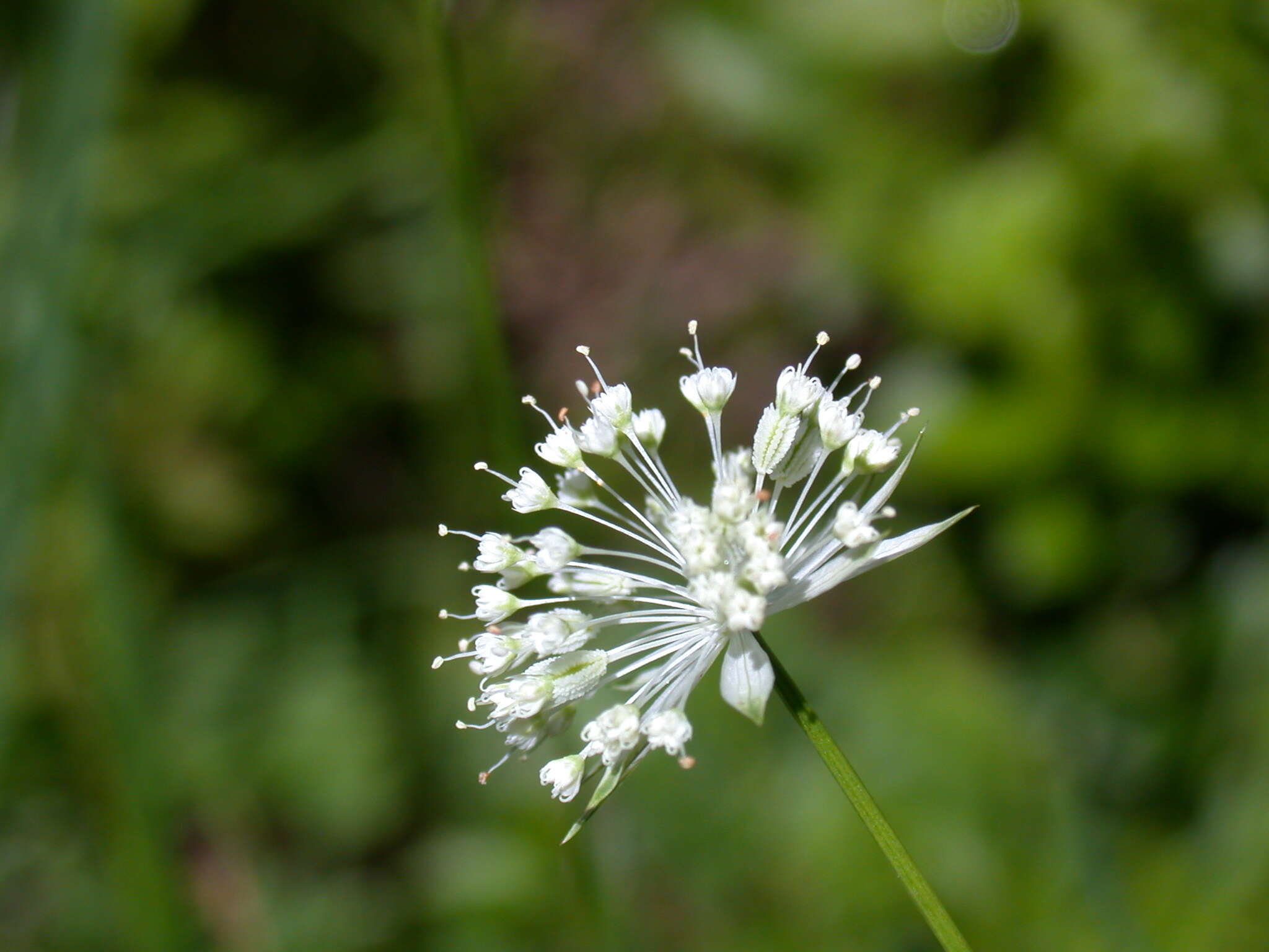 Imagem de Astrantia minor L.