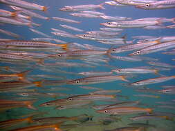 Image of Yellowtail barracuda