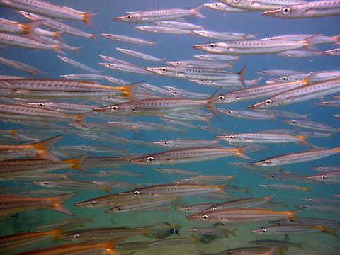 Image of Yellowtail barracuda