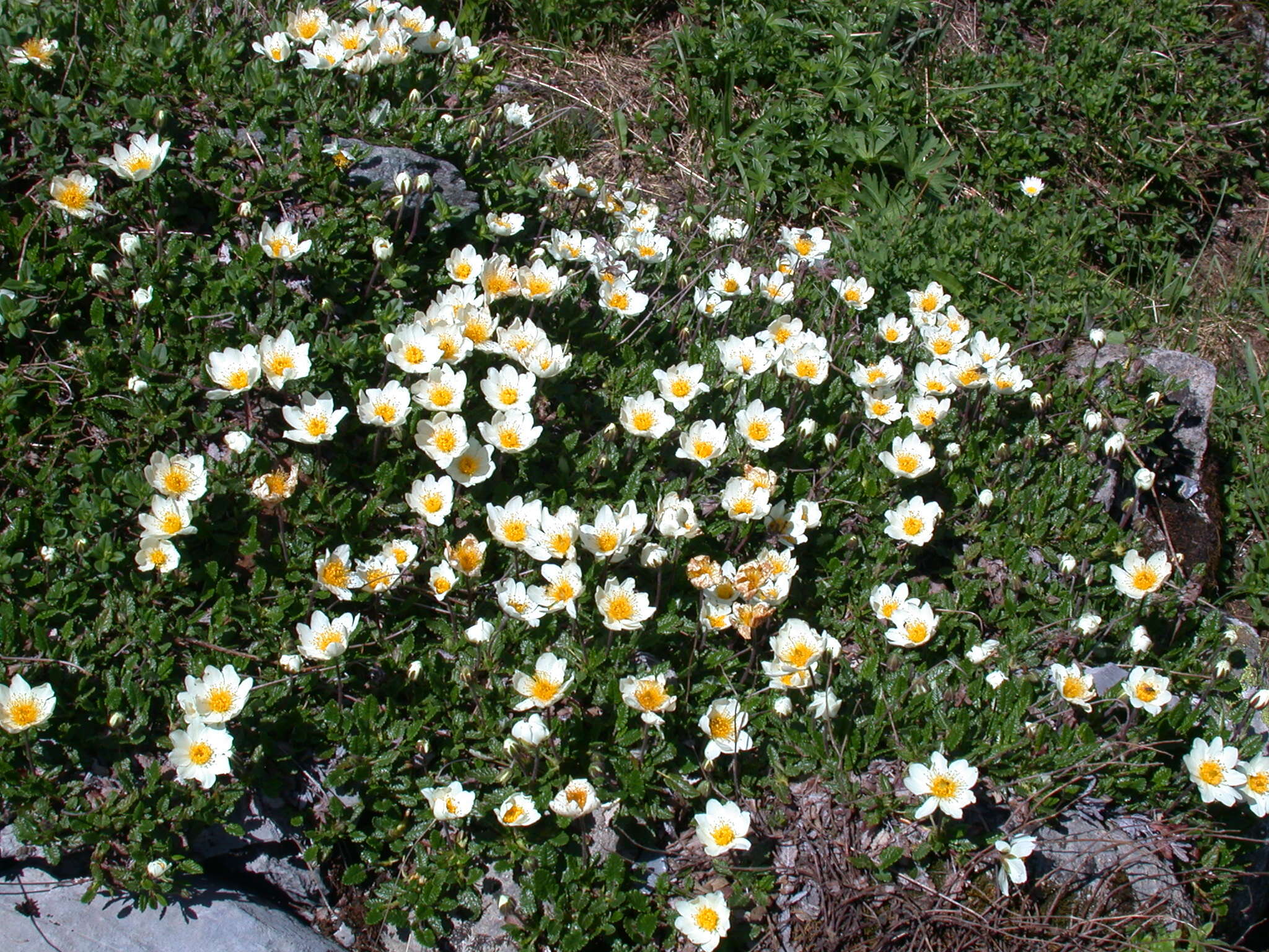 Imagem de Dryas octopetala L.