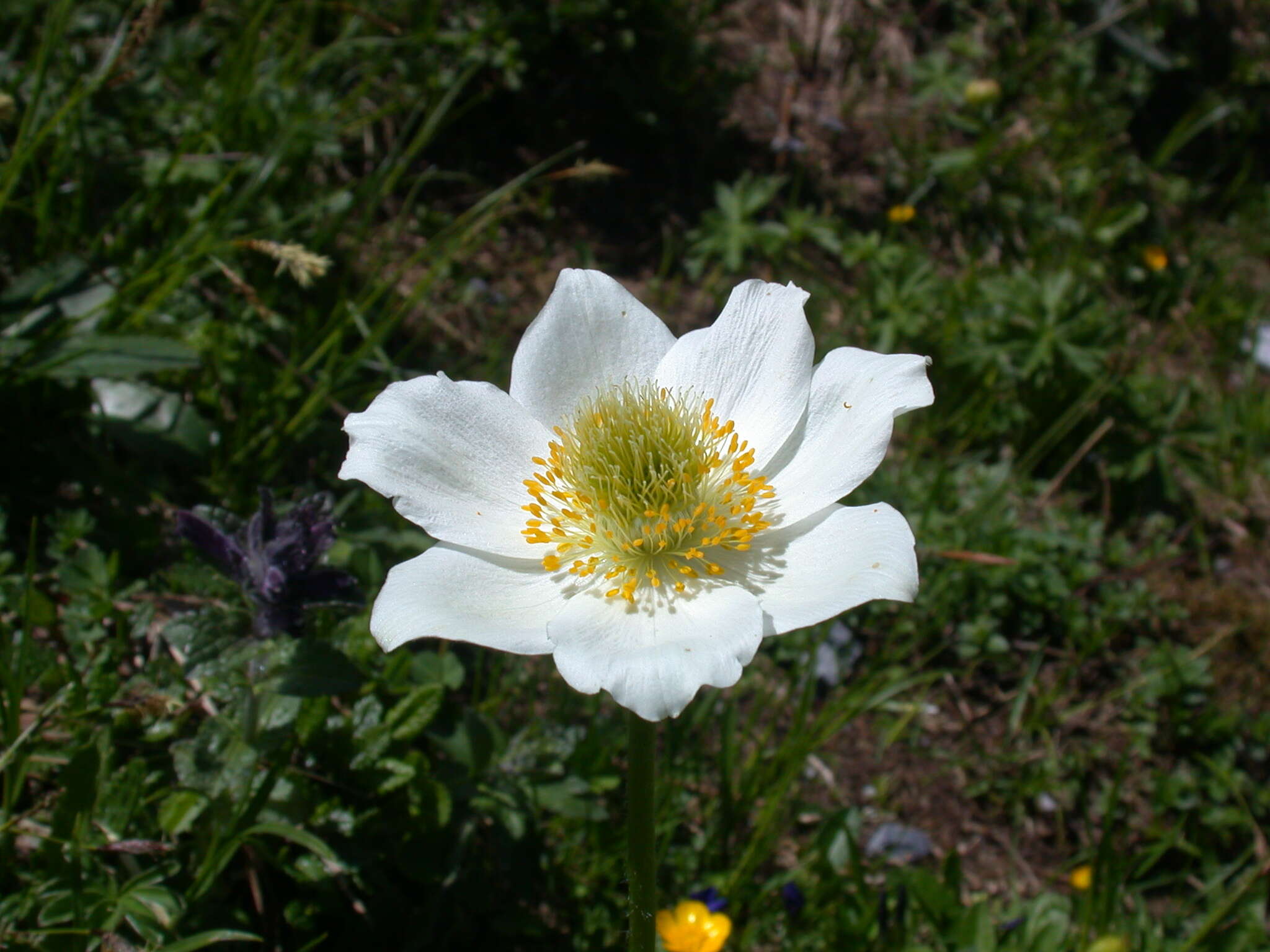 Image of alpine anemone