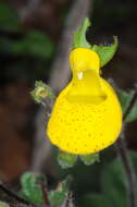 Image of Calceolaria corymbosa Ruiz & Pav.
