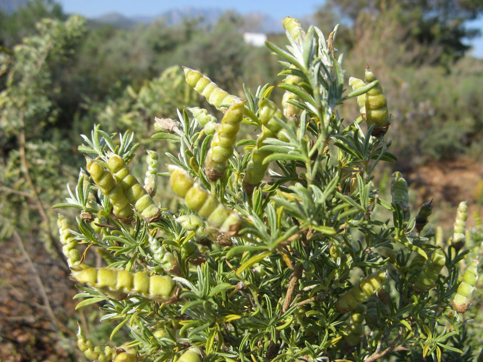 Plancia ëd <i>Polhillia obsoleta</i>