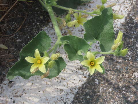 Image of Ecballium elaterium subsp. dioicum (Batt.) D. E. Costich