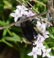 صورة Melissodes bimaculatus (Lepeletier 1825)