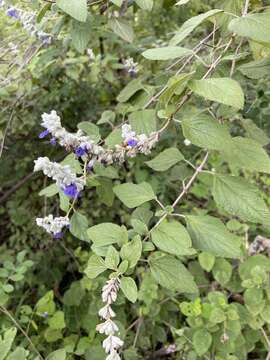 Image of Salvia breviflora Moc. & Sessé ex Benth.