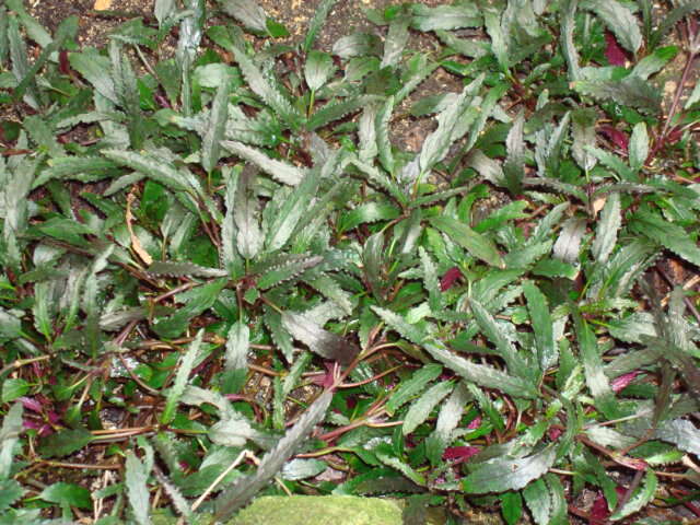 Strobilanthes sinuata J. R. I. Wood resmi