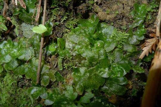 Image de Treubia lacunosa (Colenso) Prosk.