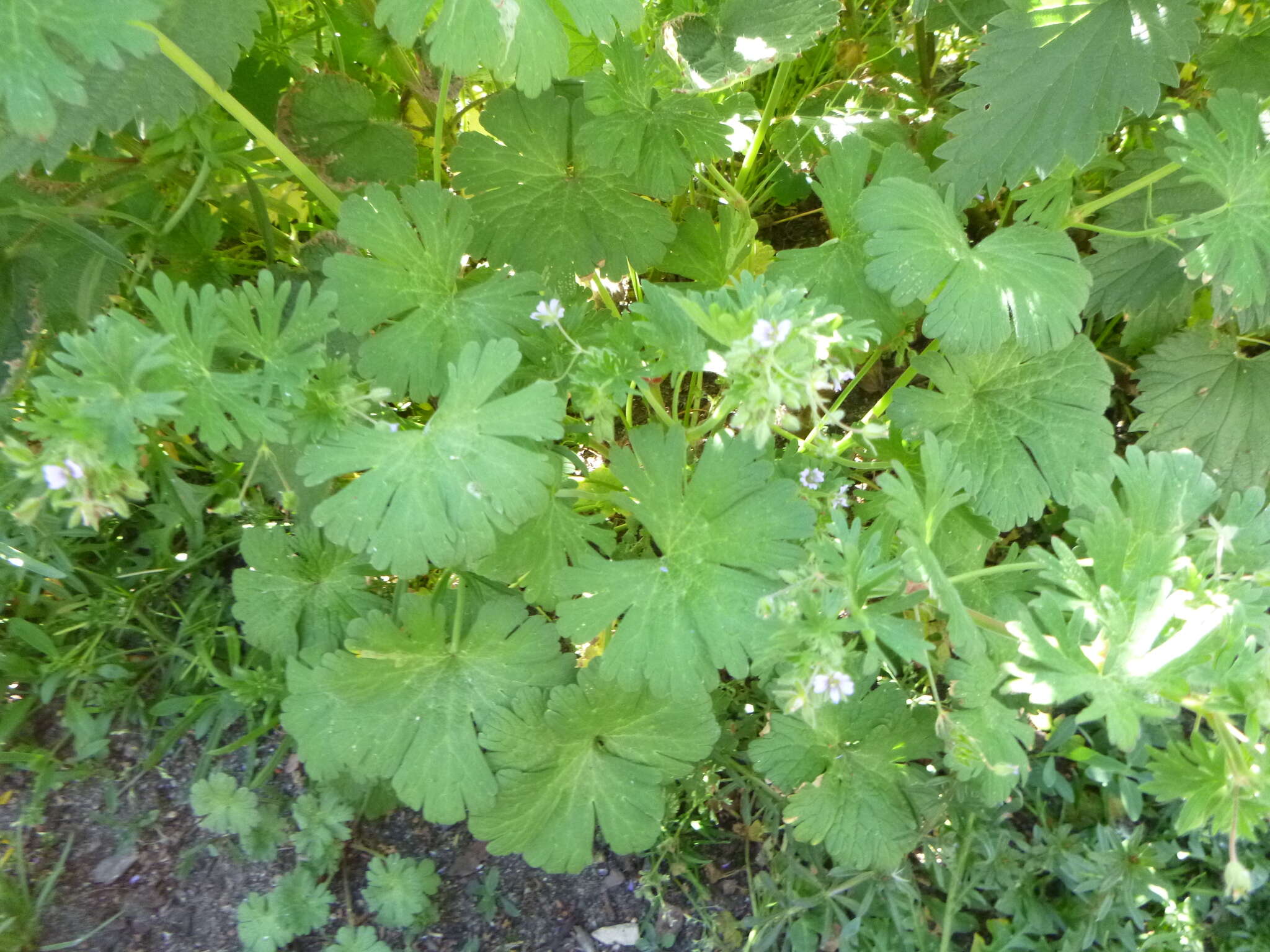 Imagem de Geranium pusillum L.