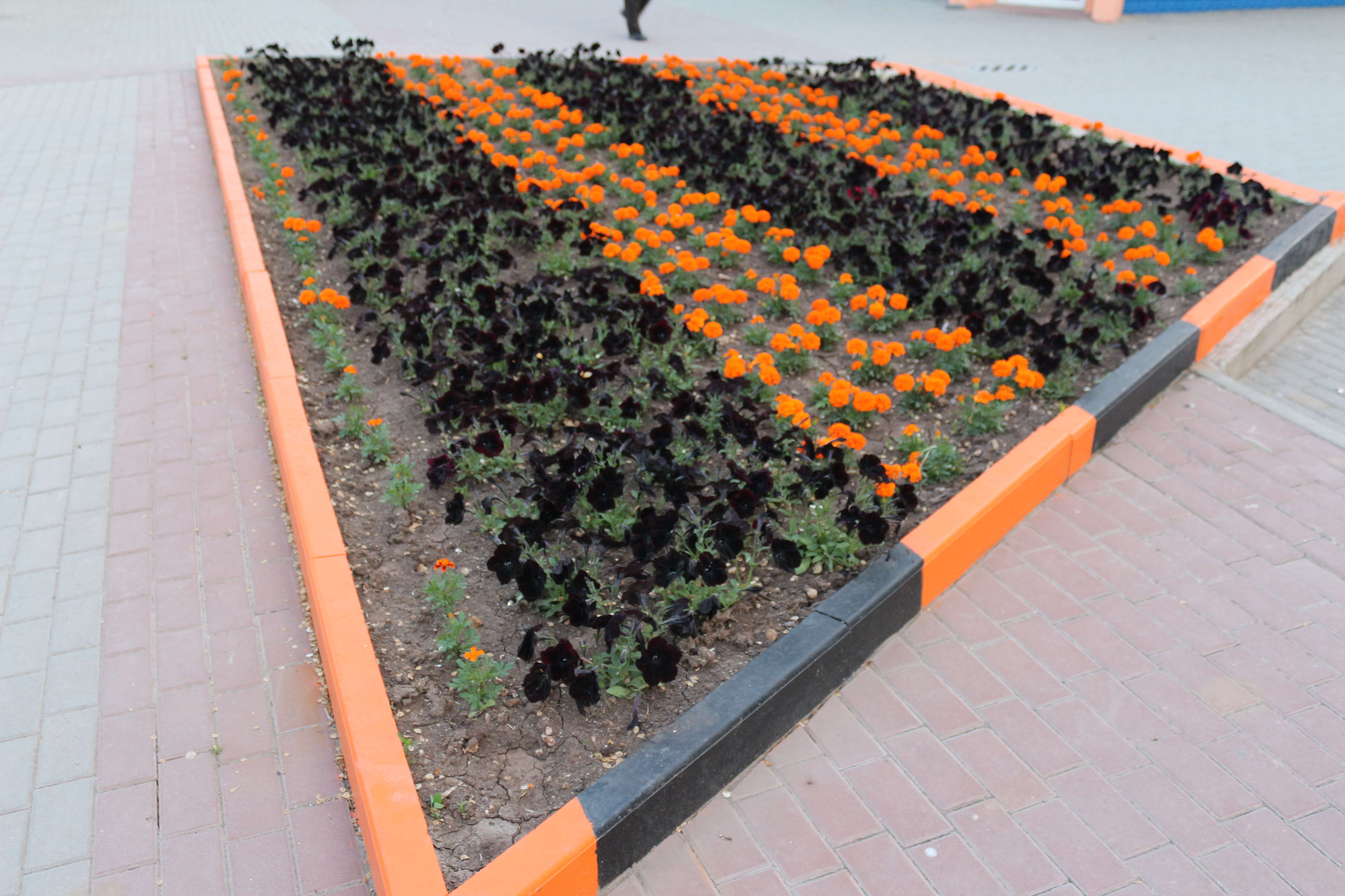 Tagetes erecta L. resmi