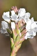 Image of Sphenotoma gracilis (R. Br.) Sweet