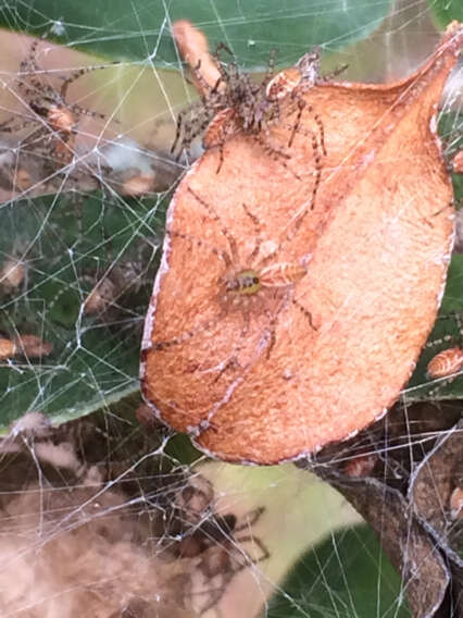 Imagem de Peucetia