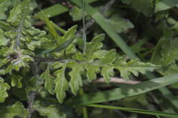 Image of Erechtites wairauensis (Belcher) Allan