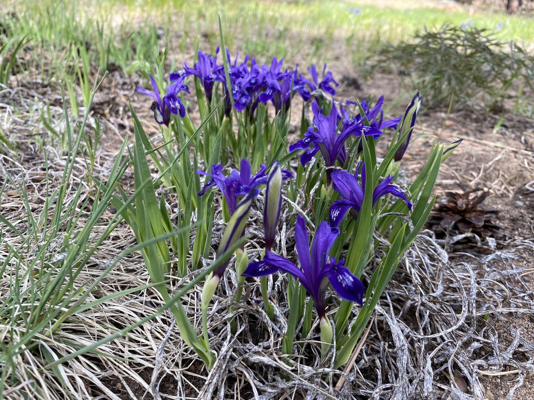 Image of Iris uniflora Pall. ex Link